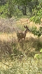 Odocoileus hemionus