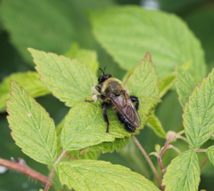Laphria sacrator