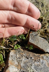 Thalictrum alpinum