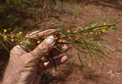 Acacia ramiflora