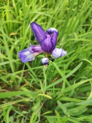 Iris sibirica