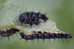 Aglais io