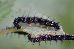 Aglais io