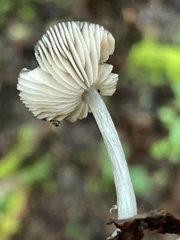 Pluteus nanus