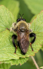Laphria sacrator