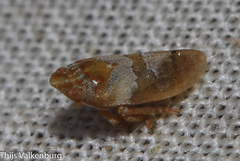Tettigometra