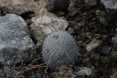 Mammillaria albilanata