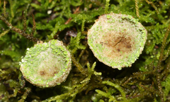 Cladonia humilis