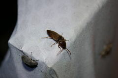 Diplostethus texanus