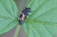 Harmonia axyridis