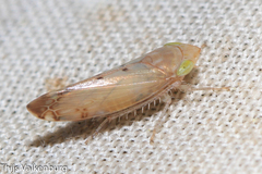 Synophropsis