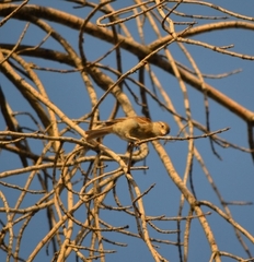 Passer domesticus