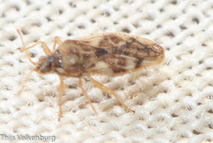 Monosteira unicostata