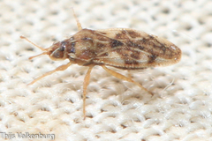 Monosteira unicostata