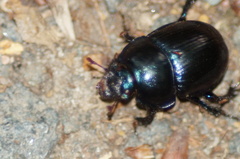 Anoplotrupes stercorosus