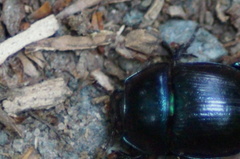 Anoplotrupes stercorosus
