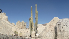 Trichocereeae
