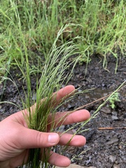 Festuca subuliflora