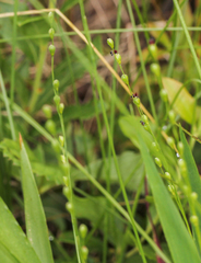 Dichanthelium xanthophysum