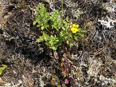 Erythranthe alsinoides