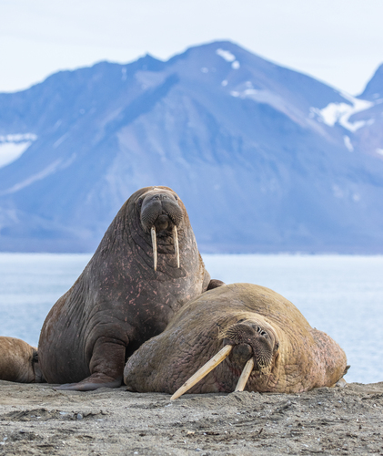 La Morsa, Rosmarus Del Odobenus, Mamífero Marino Flippered Grande, En Agua  Azul, Svalbard, Noruega Retrato Del Detalle Del Animal Imagen de archivo -  Imagen de detalle, paquete: 95608779