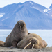 Walruses - Photo (c) silviodavison, some rights reserved (CC BY-NC)