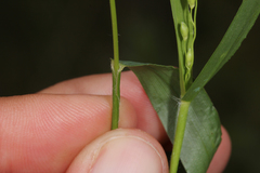 Dichanthelium xanthophysum