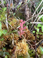 Exobasidium oxycocci