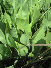 Sagittaria platyphylla
