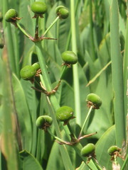 Sagittaria platyphylla