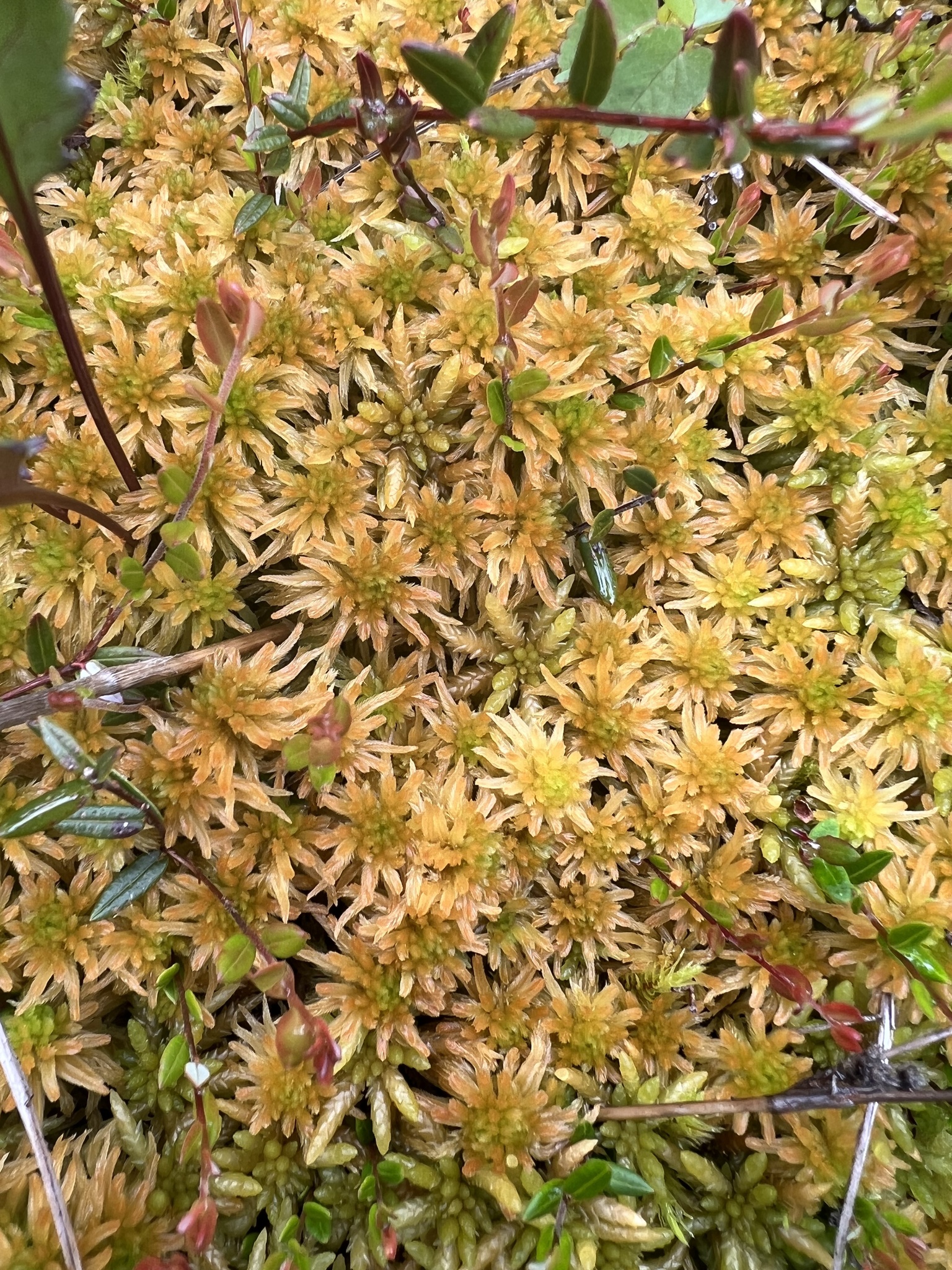 Sphagnum pacificum