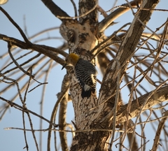 Melanerpes aurifrons
