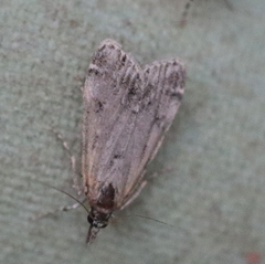 Scoparia subfusca