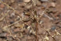 Astragalus lentiginosus wilsonii