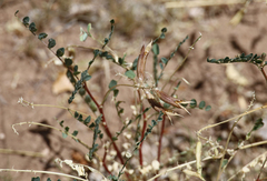 Astragalus lentiginosus wilsonii
