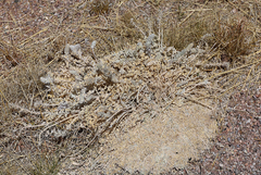 Astragalus mollissimus bigelovii