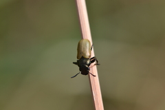 Labidostomis longimana