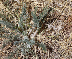 Astragalus mollissimus bigelovii