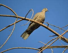Streptopelia decaocto