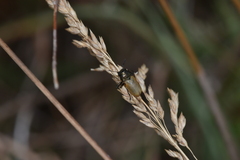 Labidostomis longimana