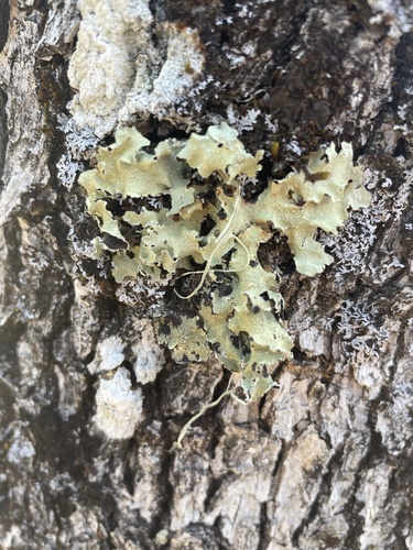 iNaturalist observation photo of typical shield lichens