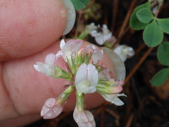 Trifolium breweri