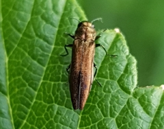Agrilus cuprescens