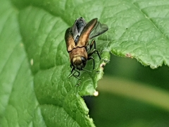 Agrilus cuprescens