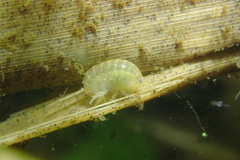 Hyalella azteca