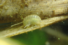 Hyalella azteca