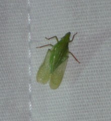 Rhynchomitra