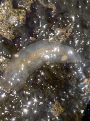 Kaburakia excelsa