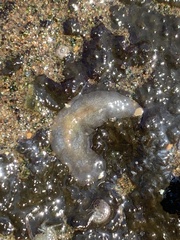 Kaburakia excelsa