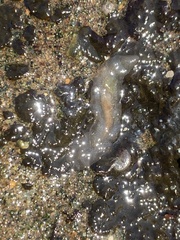 Kaburakia excelsa